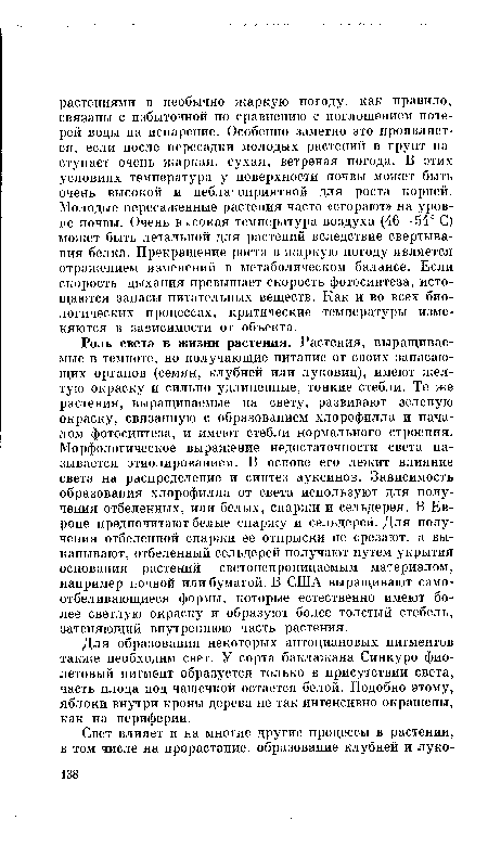 Для образования некоторых антоциановых пигментов также необходим свет. У сорта баклажана Синкуро фиолетовый пигмент образуется только в присутствии света, часть плода под чашечкой остается белой. Подобно этому, яблоки внутри кроны дерева не так интенсивно окрашены, как на периферии.