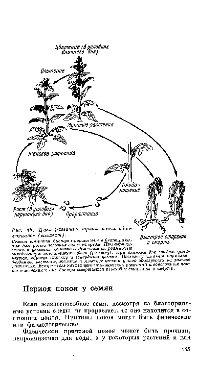 Если жизнеспособное семя, несмотря на благоприятные условия среды, не прорастает, то оно находится в состоянии покоя. Причины покоя могут быть физические или физиологические.