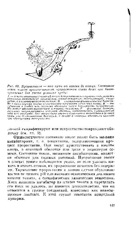 Физиологическое состояние покоя может быть вызвано ингибиторами, т. е. веществами, задерживающими процесс прорастания. Они могут присутствовать в мякоти плода, в семенной оболочке или даже в эндосперме семени. Состояние покоя, вызванное ингибиторами, является обычным для садовых растений. Прорастание семян в плодах томата наблюдается редко, но если удалить мякоть и отмыть семена, их прорастание начнется без задержки. Торможение прорастания в данном случае обусловливается не низким pH или высоким осмотическим давлением мякоти томата, а специфическим химическим веществом. Хотя выделить ингибитор из плодов томата и определить его пока не удалось, но имеются доказательства, что он относится к группе соединений, известных как ненасыщенные лактоны. К этой группе относится природный кумарин.