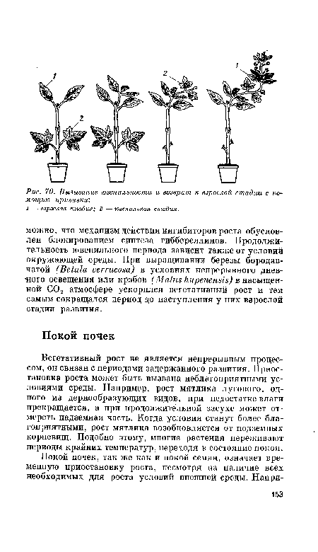 Вегетативный рост не является непрерывным процессом, он связан с периодами задержанного развития. Приостановка роста может быть вызвана неблагоприятными условиями среды. Например, рост мятлика лугового, одного из дернообразующих видов, при недостатке влаги прекращается, а при продолжительной засухе может отмереть надземная часть. Когда условия станут более благоприятными, рост мятлика возобновляется от подземных корневищ. Подобно этому, многие растения переживают периоды крайних температур, переходя в состояние покоя.