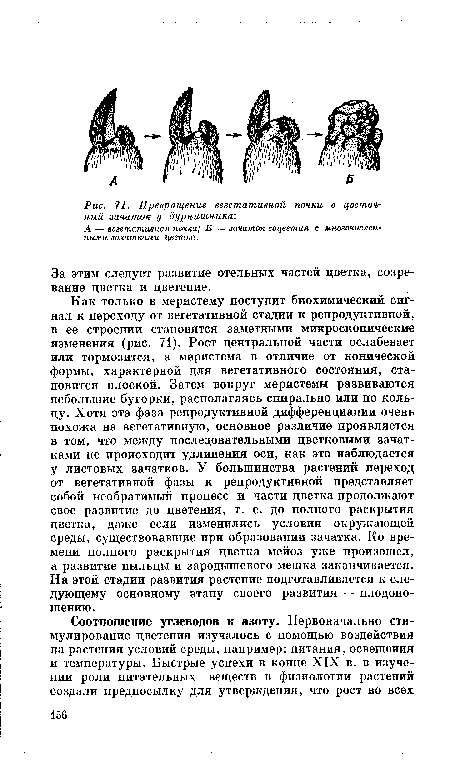 Как только в меристему поступит биохимический сигнал к переходу от вегетативной стадии к репродуктивной, в ее строении становятся заметными микроскопические изменения (рис. 71). Рост центральной части ослабевает или тормозится, а меристема в отличие от конической формы, характерной для вегетативного состояния, становится плоской. Затем вокруг меристемы развиваются небольшие бугорки, располагаясь спирально или по кольцу. Хотя эта фаза репродуктивной дифференциации очень похожа на вегетативную, основное различие проявляется в том, что между последовательными цветковыми зачатками не происходит удлинения оси, как это наблюдается у листовых зачатков. У большинства растений переход от вегетативной фазы к репродуктивной представляет собой необратимый процесс и части цветка продолжают свое развитие до цветения, т. е. до полного раскрытия цветка, даже если изменились условия окружающей среды, существовавшие при образовании зачатка. Ко времени полного раскрытия цветка мейоз уже произошел, а развитие пыльцы и зародышевого мешка заканчивается. На этой стадии развития растение подготавливается к следующему основному этапу своего развития — плодоношению.