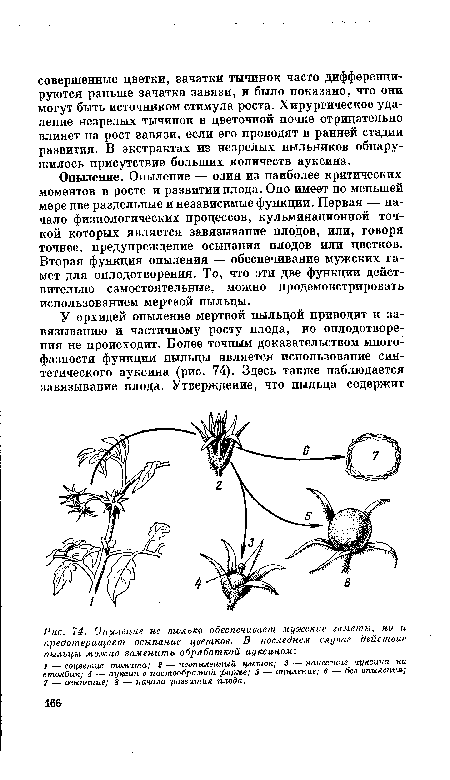 Опыление не только обеспечивает мужские гаметы, но и предотвращает осыпание цветков. В последнем случае действие пыльцы можно заменить обработкой ауксином