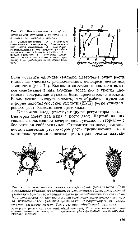 А — рост цветоложа, вызванный одной семянкой; В — рост цветоложа, вызванный тремя семянками; В — нормальный 2мст цветоложа, вызванный множеством семянок.