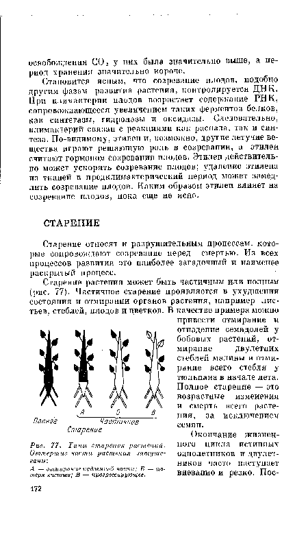 Типы старения растений. Отмершие части растения затушеваны