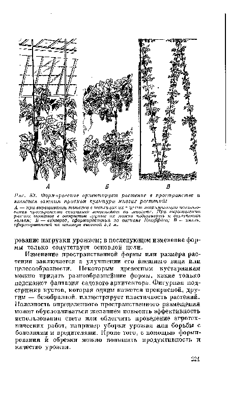 Изменение пространственной формы или размера растения заключается в улучшении его внешнего вида или целесообразности. Некоторым древесным кустарникам можно придать разнообразнейшие формы, какие только подскажет фантазия садового архитектора. Фигурная подстрижка кустов, которая одним кажется прекрасной, другим — безобразной, иллюстрирует пластичность растений. Полезность определенного пространственного размещения может обусловливаться желанием повысить эффективность использования света или облегчить проведение агротехнических работ, например уборки урожая или борьбы с болезнями и вредителями. Кроме того, с помощью формирования й обрезки можно повышать продуктивность и качество урожая.