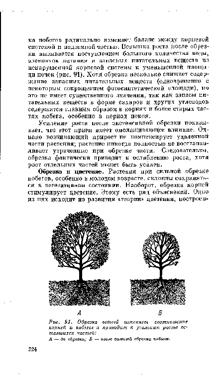 Обрезка ветвей изменяет соотношение корней и побегов и приводит к усилению роста оставшихся частей