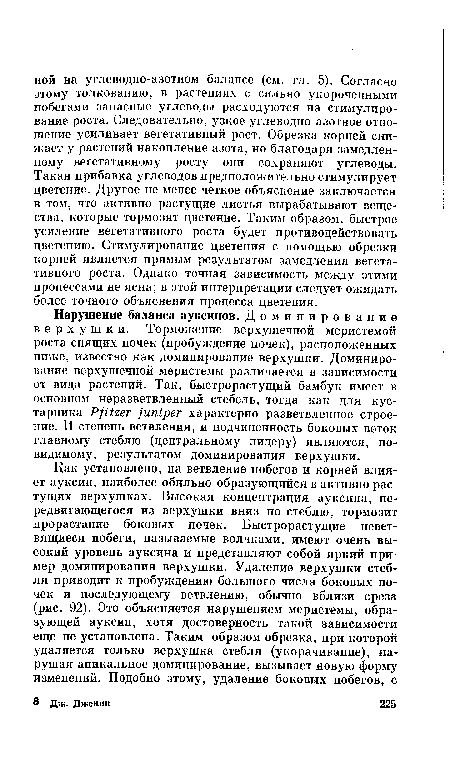 Нарушение баланса ауксинов. Доминирование верхушки. Торможение верхушечной меристемой роста спящих почек (пробуждение почек), расположенных ниже, известно как доминирование верхушки. Доминирование верхушечной меристемы различается в зависимости от вида растений. Так, быстрорастущий бамбук имеет в основном неразветвленный стебель, тогда как для кустарника Pfitzer juniper характерно разветвленное строение. И степень ветвления, и подчиненность боковых веток главному стеблю (центральному лидеру) являются, по-видимому, результатом доминирования верхушки.