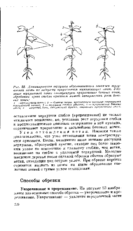 Угол отхождения ветви. Имеются также доказательства, что угол отхождения ветви контролируется ауксином. Ветви, возникшие ниже активно растущей верхушки, образующей ауксин, отходят под более широким углом по отношению к главному стеблю, чем ветви, возникшие на стебле с удаленной верхушкой. Молодые плодовые деревья после сильной обрезки обычно образуют ветви, отходящие под острым углом. При обрезке персика стремятся вызвать из почек на шипе образование скелетных ветвей с тупым углом отхождения.