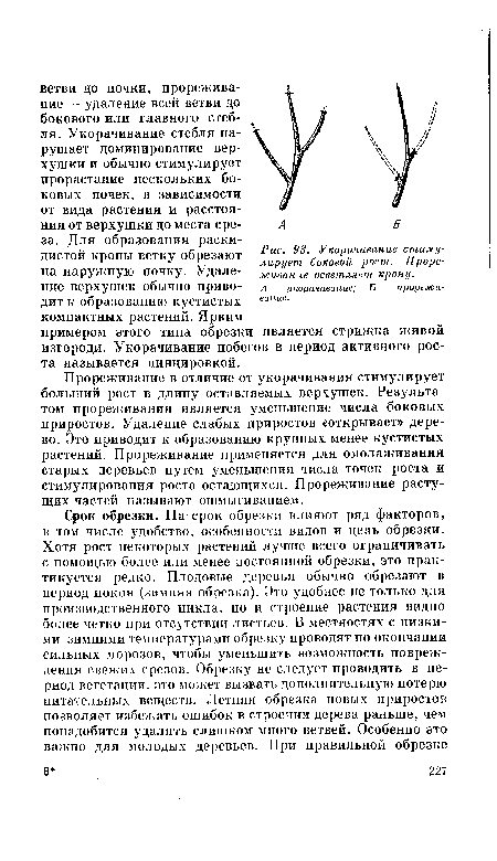 Укорачивание стимулирует боковой рост. Прореживание осветляет крону.