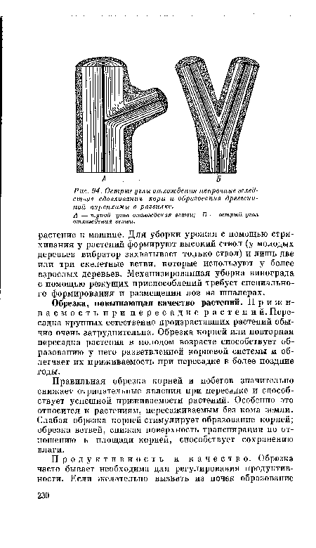 Рис, 94. Острые углы отхождения непрочные вследствие сдавливания коры и образования древесинной паренхимы в развилке.