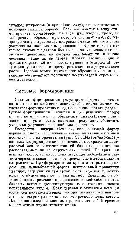 Выведение лидера. Основой, определяющей форму дерева, является расположение ветвей на главном стебле и последующая их ориентация (рис. 95). Центрально-лидер-ная система формирования заключается в сохранении центральной оси и соподчинении ей боковых, равномерно располагаемых по ее окружности ветвей. Центральная ось, или лидер, занимает доминирующее положение в скелете дерева, в связи с чем рост происходит в вертикальном направлении. При формировании кроны с открытым центром, или чашеобразной формы, центральный проводник удаляют, стимулируя тем самым рост ряда веток, возникающих вблизи верхнего конца штамба. Специальной обрезкой предупреждают превращение какой-либо из этих боковых веток в доминирующую, т. е. создание нового центрального лидера. Хотя деревья с открытым центром ниже центрально-лидерных, но они механически непрочны из-за острых развилок и тесного расположения ветвей. Измененно-лидерная система представляет собой среднее между этими двумя типами кроны.