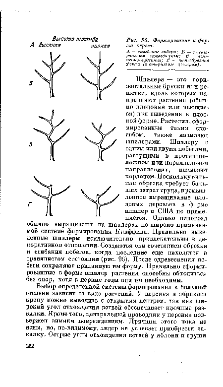 Формирование и фор-ма дерева