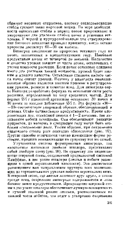 Виноград плодоносит на приростах текущего года из почек, заложенных в предшествующем году. Наиболее продуктивны почки от четвертой до восьмой. Количество и качество урожая зависят от числа почек, оставленных с учетом мощности растения. Если почек оставлено слишком много для растения данной мощности, урожай будет низким и плохого качества. Оставление слишком малого числа почек снизит урожай. Поэтому у винограда омолаживающая обрезка является важным приемом в регулировании урожая, размера и качества ягод. Для винограда сорта Конкорд разработана формула на основании силы роста растения, определяемой по весу срезанных частей. Для первых 454 г удаленной древесины оставляют 30 почек и 10 почек за каждые добавочные 454 г. Эта формула «30+ +10» соответствует умеренной обрезке, обеспечивающей в услових Огайо оптимальную продуктивность. Кроме плодоносящих лоз, оставляют пеньки с 1—2 почками, так называемые побеги замещения. Они обеспечивают развитие приростов, из которых в следующем году могут быть отобраны плодоносные лозы. Таким образом, при сохранении одиночного ствола рост ежегодно обновляется (рис. 97). Другие способы отличаются только изменением формы растения, принцип омолаживания по существу тот же самый.