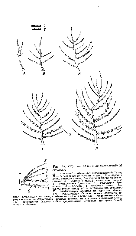 А — при посадке однолетку укорачивают до 75 см; Б — дерево к концу первого сезона; В — дерево к концу второго сезона; Г— дерево к концу третьего сезона; Д — дерево к концу четвертого сезона; 1 — оставляемая древесина; 2 — удаляемая древесина; з — пеньки; 4— плодовые почки; 5— трехлетнюю ветку после плодоношения удаляют; Е — плодоносящая единица на взрослом дереве: (1) — трехлетние боковые ветки обрезают на пенек независимо от того плодоносят они или нет; (2)—верхушечные побеги укорачивают на двухлетних боковых ветвях, не затрагивая плодовые почки; (3) —однолетние боковые побеги прореживают, оставляя их около 20—25 штук на дерево.