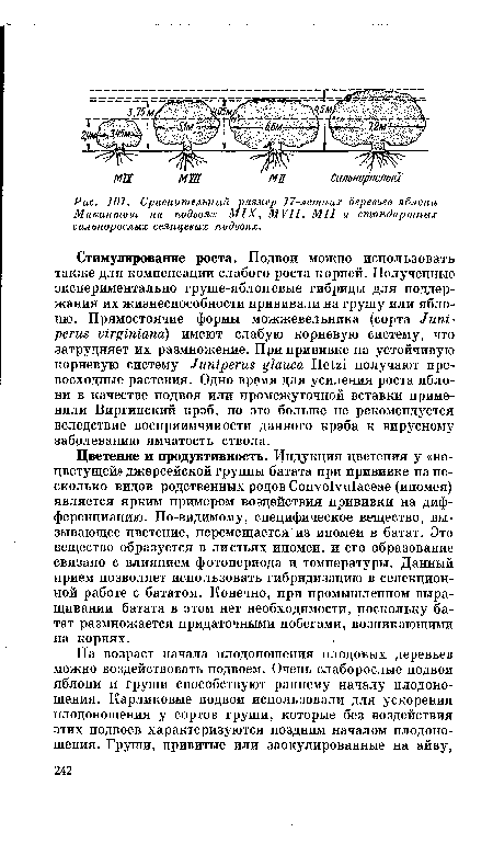 Цветение и продуктивность. Индукция цветения у «нецветущей» джерсейской группы батата при прививке на несколько видов родственных родов Convolvulaceae (ипомея) является ярким примером воздействия прививки на дифференциацию. По-видимому, специфическое вещество, вызывающее цветение, перемещается из ипомеи в батат. Это вещество образуется в листьях ипомеи, и его образование связано с влиянием фотопериода и температуры. Данный прием позволяет использовать гибридизацию в селекционной работе с бататом. Конечно, при промышленном выращивании батата в этом нет необходимости, поскольку батат размножается придаточными побегами, возникающими на корнях.