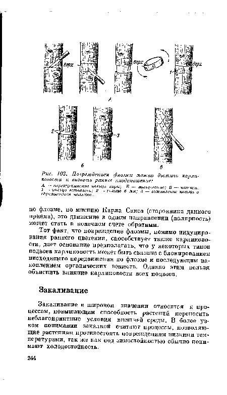 А — перевертывание кольца коры; Б — полъцевание; В — насечки.