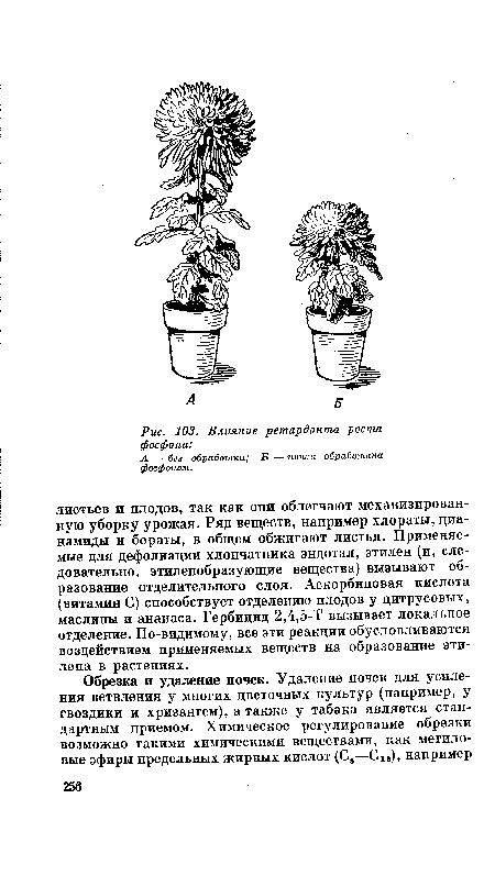 А — без обработки; В — почва обработана фосфоном.