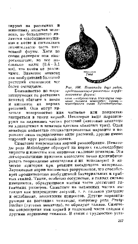 Нематоды двух родов, представляющие различные морфологические формы