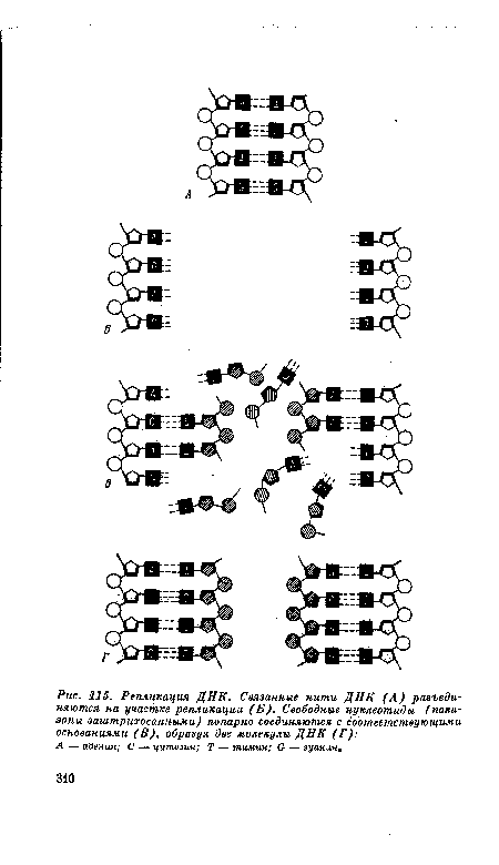 Репликация ДНК. Связанные нити ДНК (А) разъединяются на участке репликации (Б). Свободные нуклеотиды (показаны заштрихованными) попарно соединяются с соответствующими основаниями (В), образуя две молекулы ДНК (Г)