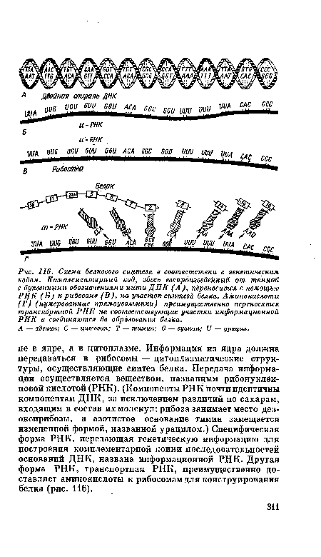 Схема белкового синтеза в соответствии с генетическим кодом. Комплементарный код, здесь воспроизведенный от темной с буквенными обозначениями нити ДНК (А), переносится с помощью РНК (В) к рибосоме (В), на учасМок синтеза белка. Аминокислоты (Г) (нумерованные прямоугольники) преимущественно переносятся транспортной РНК на соответствующие участки информационной РНК и соединяются до образования белка.