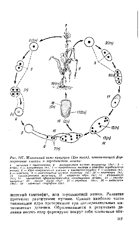 Жизненный цикл кукурузы (Zea mays)у показывающий формирование пыльцы и зародышевого мешка