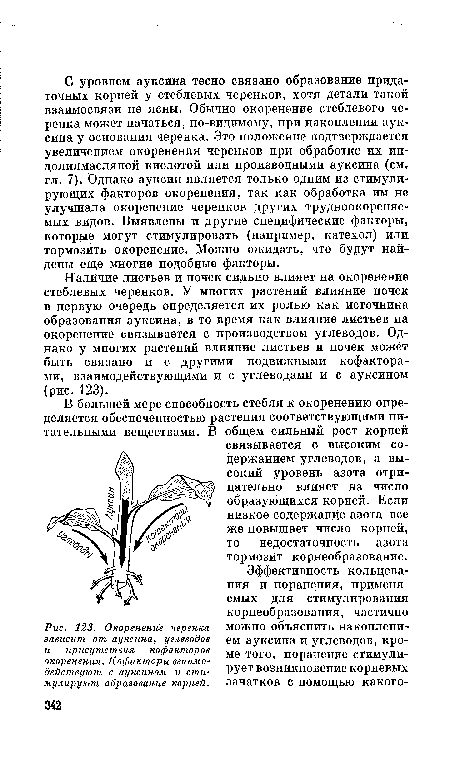 Окоренение черенка зависит от ауксина, углеводов и присутствия кофакторов окоренения. Кофакторы взаимодействуют с ауксином и стимулируют образование корней.