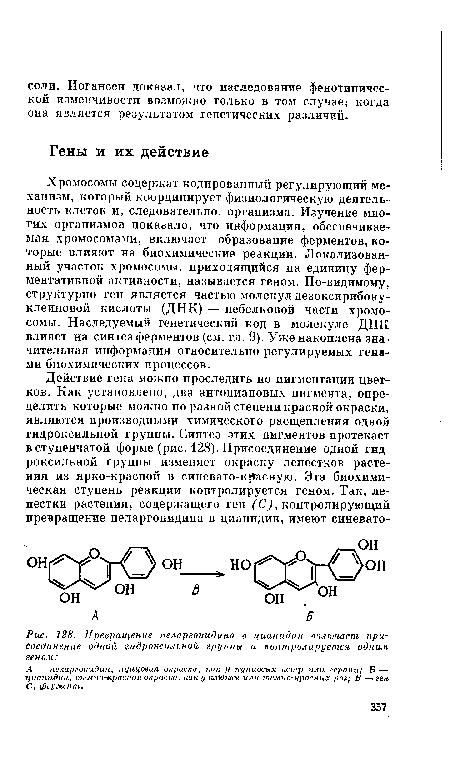 А —пеларгонидин, пунцовая окраска, как у пунцовых астр или герани; Б — цианидин, темно-красная окраска, как у клюквы или темно-красных роз; В —ген С, фермент.