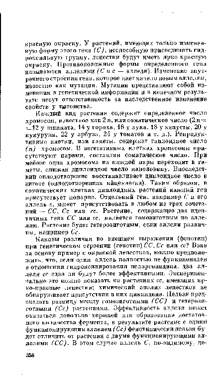 Каждый вид растения содержит определенное число хромосом, известное как 2 п, или соматическое число (2 п= = 12 у шпината, 14 у гороха, 16 у лука, 18 у капусты, 20 у кукурузы, 22 у арбуза, 24 у томатов и т. д.). Репродуктивные клетки, или гаметы, содержат гаплоидное число (п) хромосом. В вегетативных клетках хромосомы присутствуют парами, составляя соматическое число. При мейозе одна хромосома из каждой пары переходит в гаметы, снижая диплоидное число наполовину. Впоследствии оплодотворение восстанавливает диплоидное число в зиготе (оплодотворенная яйцеклетка). Таким образом, в соматических клетках диплоидных растений каждый геи присутствует попарно. Отдельный ген, например С и его аллель с, может присутствовать в любом из трех сочетаний — СС, Сс или сс. Растение, содержащее два идентичных гена СС или сс, является гомозиготным по аллелям. Растение будет гетерозиготным, если аллели различны, например Сс.