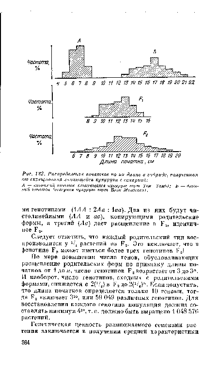 А — короткий, початок (лопающаяся кукуруза сорт Том Тамй); Б — длинный початок (сахарная кукуруза сорт Блэк Мексикан).