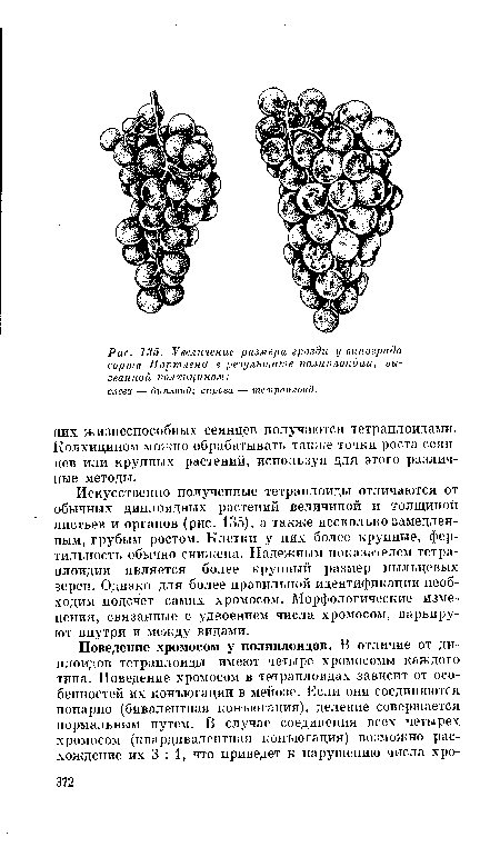 Искусственно полученные тетраплоиды отличаются от обычных диплоидных растений величиной и толщиной листьев и органов (рис. 135), а также несколько замедлен-ным, грубым ростом. Клетки у них более крупные, фертильность обычно снижена. Надежным показателем тетра-плоидии является более крупный размер пыльцевых зерен. Однако для более правильной идентификации необходим подсчет самих хромосом. Морфологические изменения, связанные с удвоением числа хромосом, варьируют внутри и между видами.