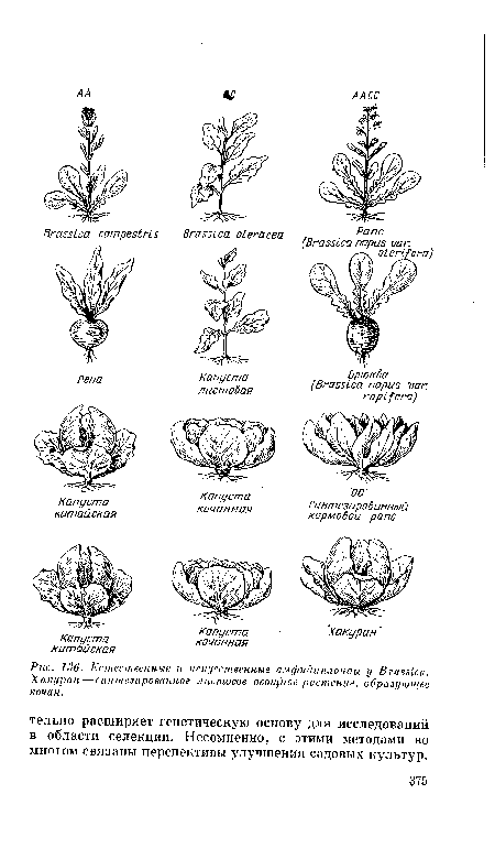 Естественные и искусственные амфидиплоиды у Brassica. Хакуран — синтезированное листовое овощное растение, образующее кочан.