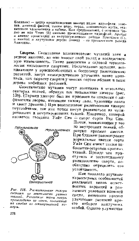 Соматические мутации могут возникать в отдельных секторах тканей, образуя так называемые химеры (рис. 138). (Термин химеры был им присвоен по аналогии с мифическим зверем, имеющим голову льва, туловище козла и хвост дракона.) При вегетативном размножении химеры неустойчивы, так как почки могут развиваться из мутировавших и немутировавших тканей. Например, химерой является гвоздика Уайт Сим — спорт сорта Ред Сим.