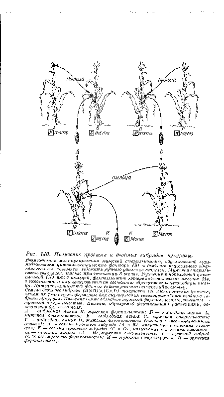 А — инбредная линия В, мужская фертильность; Б — инбредная линия А, мужская стерильность; В — инбредная линия С, мужская стерильность; Г — инбредная линия Г), мужская фертильность (пыльца с восстановленными генами); Д — семена простого гибрида (А X В), получаемые в условиях изоляции; Е — семена простого гибрида (С X О), получаемые в условиях изоляции; Ж — простой гибрид (А X В), мужская стерильность; 3 — простой гибрид (С X Б), мужская фертильность; И — мужская стерильность; К — мужская фертильность.