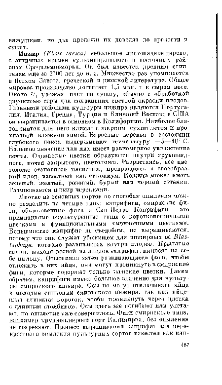 Инжир (Ficus carica) небольшое листопадное дерево, с античных времен культивировалось в восточных районах Средиземноморья. Он был известен древним египтянам еще за 2700 лет до н. э. Множество раз упоминается в Ветхом Завете, греческой и римской литературе. Общее мировое производство достигает 1,5 млн. т в сыром весе. Около 2/3 урожая идет на сушку, обычно с обработкой двуокисью серы для сохранения светлой окраски плодов. Главными районами культуры инжира являются Португалия, Италия, Греция, Турция и Ближний Восток; в США он выращивается в основном в Калифорнии. Наиболее благоприятен для него климат с жарким сухим летом и прохладной влажной зимой. Взрослые деревья в состоянии глубокого покоя выдерживают температуру —5—10° С. Большое значение для них имеет равномерное увлажнение почвы. Однополые цветки образуются внутри грушевидного, почти закрытого, цветоложа. Разрастаясь, все цветоложе становится мясистым, превращаясь в своеобразный плод, известный как сикониум. Кожица может иметь зеленый, желтый, розовый, бурый или черный оттенки. Размножается инжир черенками.