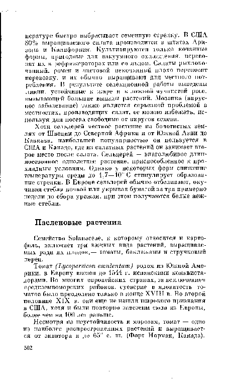 Хотя сельдерей местное растение на болотистых землях от Швеции до Северной Африки и от Южной Азии до Кавказа, наибольшей популярностью он пользуется в США и Канаде, где из салатных растений он занимает второе место после салата. Сельдерей — влаголюбивое длинносезонное однолетнее растение, приспособленное к прохладным условиям. Однако у некоторых форм снижение температуры среды до 1,7—10° С стимулирует образование стрелки. В Европе сельдерей обычно отбеливают, окучивая стебли почвой или укрывая бумагой за три примерно недели до сбора урожая, при этом получаются белые нежные стебли.