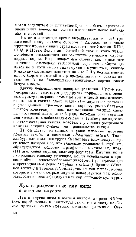 Другие корнеплодные овощные растения. Кроме рассмотренных, существует ряд других корнеплодных овощных культур, выращиваемых во всем мире. К ним относятся столовая свекла (Beta vulgaris)—двулетнее растение с утолщенным, красного цвета корнем, употребляемым в сыром, консервированном или маринованном виде. Свекла — основной ингредиент борща, который едят горячим или холодным с добавлением сметаны. К этому же виду относится сахарная свекла, которая в условиях умеренного климата служит сырьем для производства сахара.