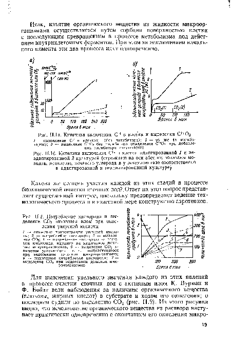 Кинетика включения С14 в клетки и выделения С14 02