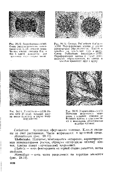 Бсепеёезшиз—Х900. Очень распространенные многочисленные планктические виды. Четыре клетки связаны бок о бок в одной плоскости; две концевых часто имеют шипы