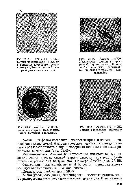 представители голых амеб