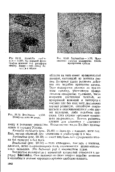 Втянутая нога не видна