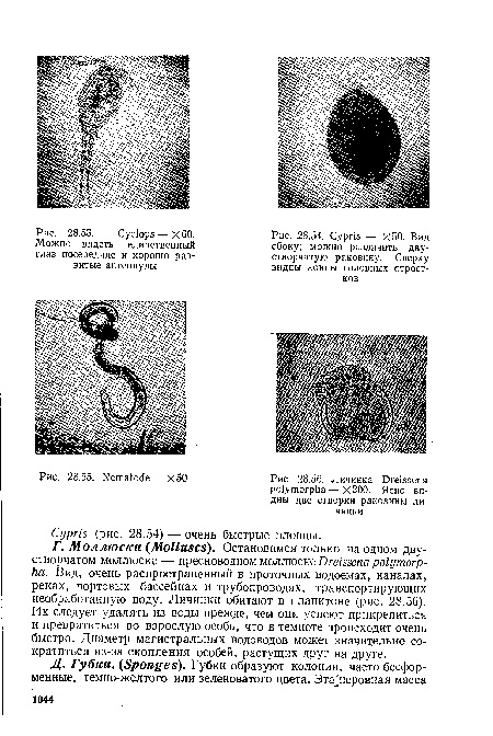 Сурне — Х50. Вид сбоку; можно различить двустворчатую раковину. Сверху видны концы головных отростков