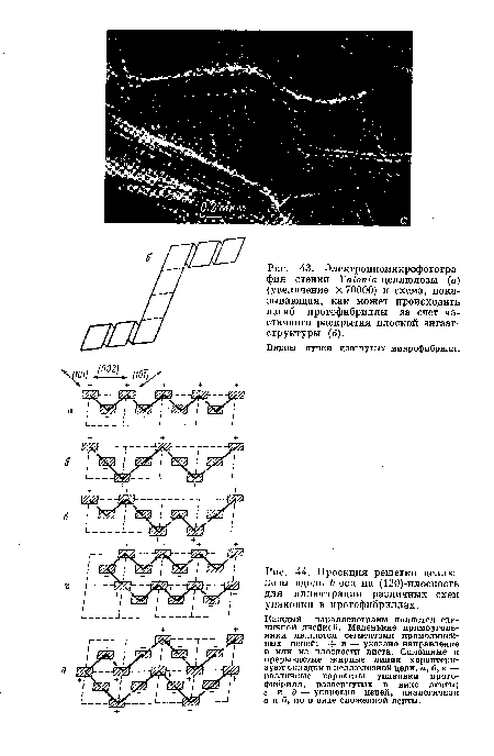 Электронномикрофотогра-фия стенки КаЬпга-целлюлозы (а) (увеличение X 70000) и схема, показывающая, как может происходить изгиб протофибриллы за счет частичного раскрытия плоской зигзаг-структуры (б).