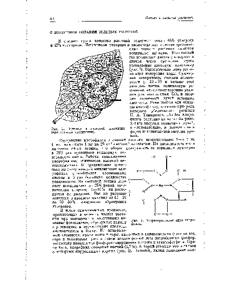 Устьица в листовой (при сильном увеличении).