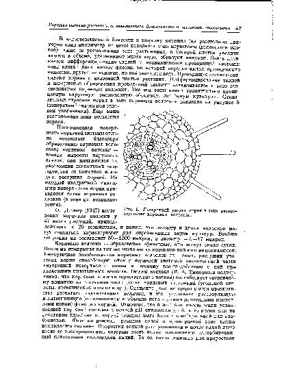 Поперечный разрез корня в зоне распространения корневых волосков.