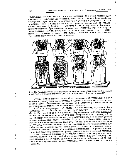 Влияние алюминия на корневую систему растений. Опыт с пшеницей в водных культурах. Первая доза алюминия (А^) 2 мг, вторая (А13) — 6 мг на 1 л раствора.