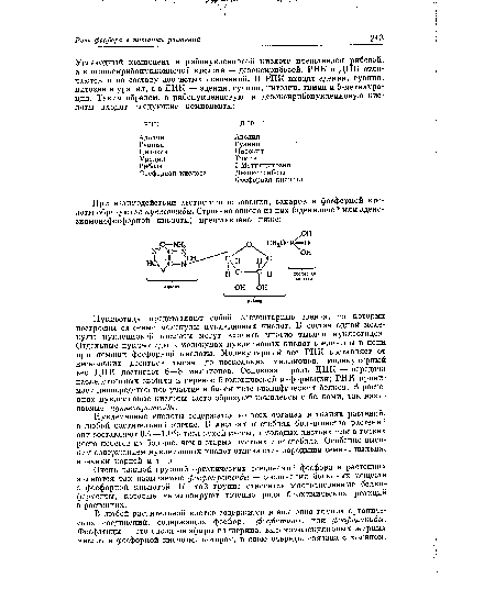 Нуклеиновые кислоты содержатся во всех органах и тканях растений, в любой растительной клетке. В листьях и стеблях большинства растений они составляют ОД—1,0% веса сухой массы, в молодых листьях или в точках роста побегов их больше, чем в старых листьях или стеблях. Особенно высоким содержанием нуклеиновых кислот отличаются зародыши семян, пыльца, кончики корней и т. д..