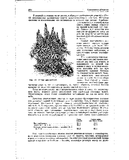 Люпин многолетний.