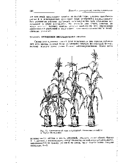 Вегетационный опыт с кукурузой. Почвенные культуры в сосудах Митчерлиха.