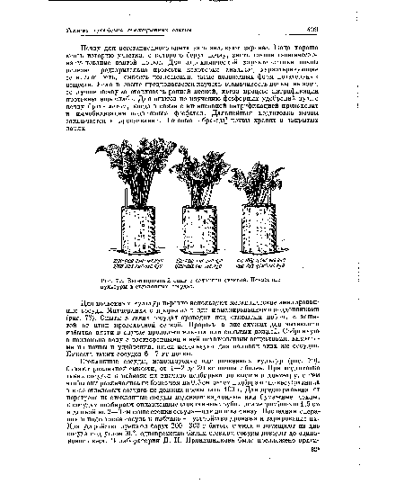 Вегетационный опыт с сахарной свеклой. Почвенные культуры в стеклянных сосудах.