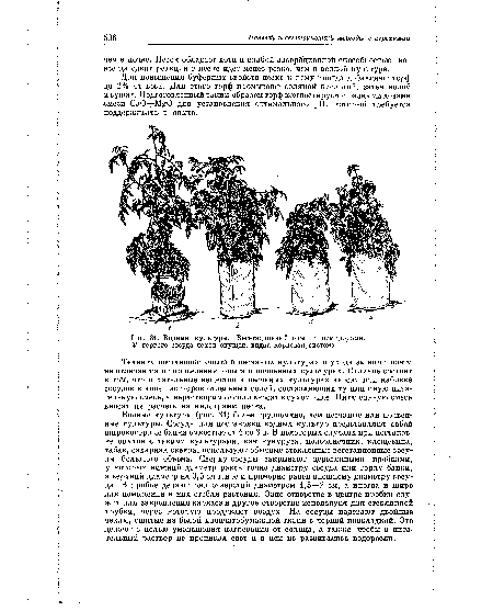 Водные культуры. Вегетационный опыт с помидорами. У первого сосуда чехол опущен, видна корневая ^система.